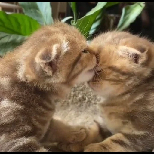 gatto, le foche, gli animali, animali felini, gattini affascinanti