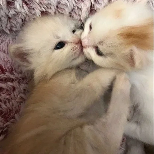 perro marino, lindo sello, gatito lindo, meng gato blanco, usa el amor para mi gatito