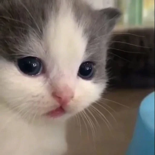 gato, cão do mar, falcões fofos, gatinhos fofos, gatinho chorando