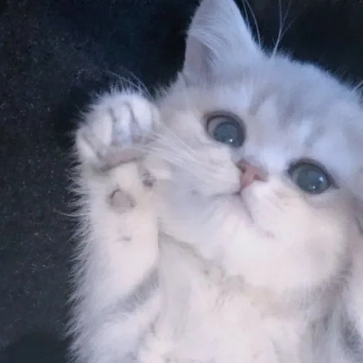 gato, lindo sello, gatito peludo, gato persa, gatito persa blanco