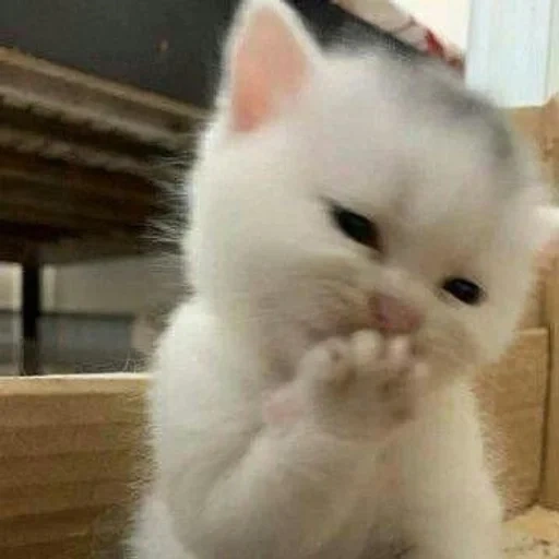 gato, gato, focas, lindo gato es divertido, gatito encantador