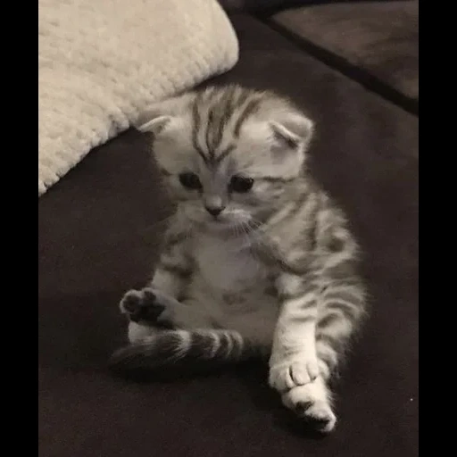 gatto, gatto, i gatti, scottish fold, gatto scozzese