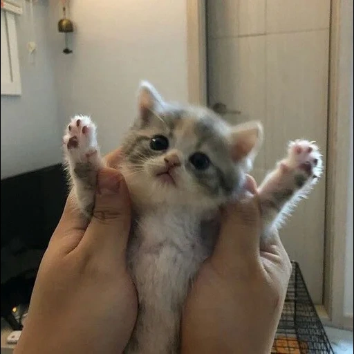 lindo sello, lindo gatito, los gatitos son divertidos, focas divertidas, lindo gato es divertido