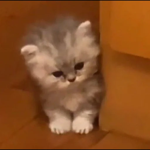 gato, selo, gatinho peludo, gatinho persa, gatinho encantador