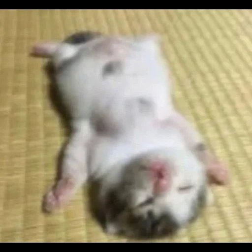 kucing, kucing, kucing lucu, anak kucing yang sedang tidur, anak kucing yang menawan