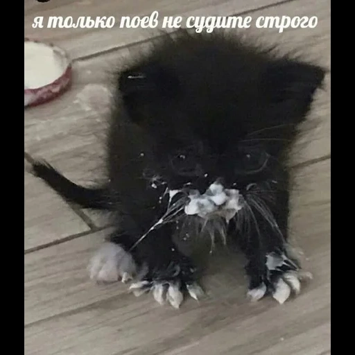 кот, коты, котик, кошка, маленький кот