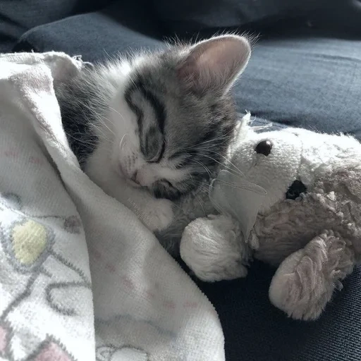 gato, sé un buen sueño, gatito lindo, lindo gatito, gatito de buenas noches