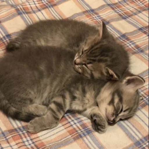 gato, gato britânico, gato escocês, gatinho escocês, gatinho de orelha escocesa