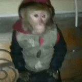 gente, niño, mono, mono mascota, ropa de mono mascota