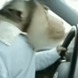 human, in car