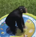 lo scimpanzé, funky monkey, lucy lo scimpanzé, scimpanzé femmina, scimpanzé in calore