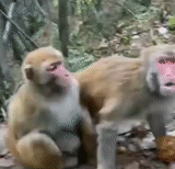 macaque macaque, singe, singe macaque, le singe gourmand, petit singe
