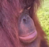 bambino, l'orangutan, animale allegro, donna orangutan, scimmia orangutan