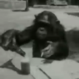 мужчина, обезьяна, шимпанзе, шимпанзе рафаэль, обезьяна шимпанзе