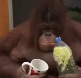 orangan, lustige tiere, der affe trinkt tee, affen orang utan, graf orangutang trinkt tee