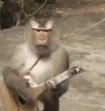 uomini, b o s s, dobriña nikitic, scimmia chitarra, scimmia balalekai