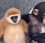 cat, animals, baby monkey, gibbon monkey, the breed of the monkey abu
