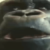 child, human, oliver eats an apple, hurray ura timofey gorilla, one two fan set surprise gorilla