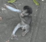 monkey, mono, pequeño mono, monkey divertido, el pequeño mono cayó