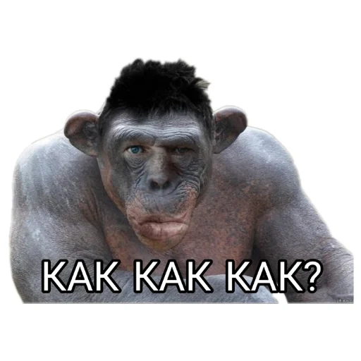 scimpanzé, zhmishenko, valakas liscio, un meme su una scimmia, valery zhimishenko