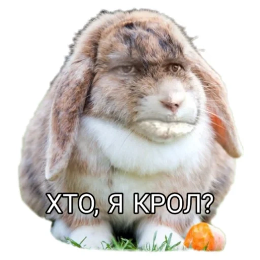 rabbit, rabbit, ram rabbit, rabbit baran, rabbit's face