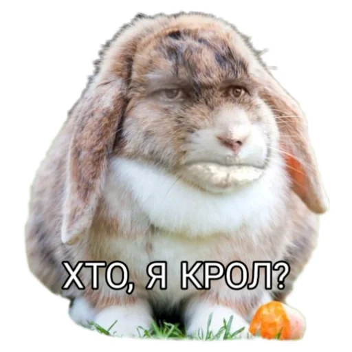 кролик, rabbit, рам кролик, кролик баран, лицо кролика