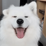 samoye, samoyed de leka, samoyed dog, samoyed dog, samoyed's favorite laughter