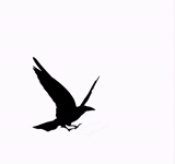 martin, silhouette d'oiseau, oiseau volant, avaler des oiseaux, avaler des oiseaux