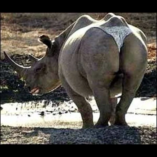 rhinocéros, le rhinocéros derrière, rhinocéros mâles, photos de rhinocéros, rhinocéros blanc d'afrique