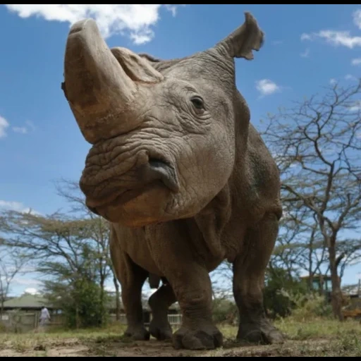 rinoceronte, rhino bianco, il rinoceronte femminile, foto del rinoceronte, sumatra rhino