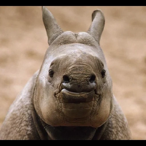rhinocéros, museau de rhinocéros, rhinocéros indiens, rhinocéros nain, photos de rhinocéros