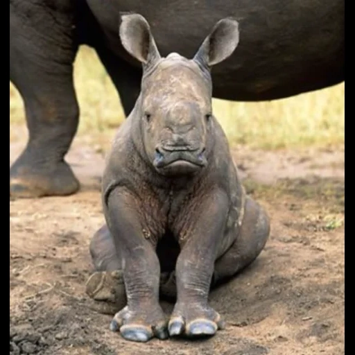 носорог, носорог животное, носорог детенышем, африканский черный носорог, детеныш носорога слона вес