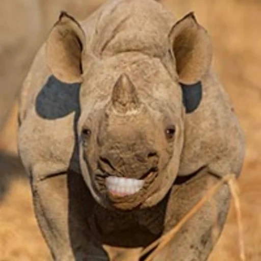 носорог, носорог морда, белый носорог, носорог животное, детеныш носорога