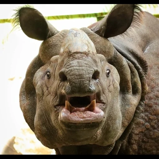 носорог, rhinoceros 3d, животные носорог, носорог животное, фотографии носорога