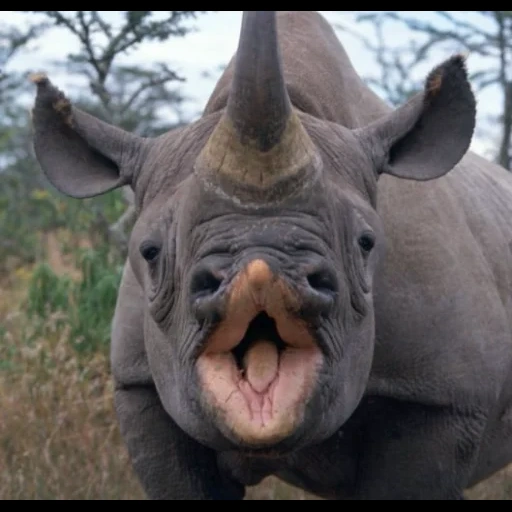rhino, носорог, пасть носорога, носорог смешной, суматранский носорог