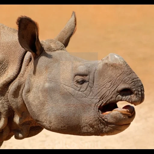 rhinoceros, white rhinoceros, javanese rhinoceros, indian rhinoceros, african rhinoceros