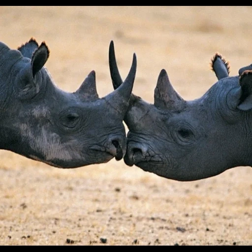 rhinocéros noir, rhinocéros d'afrique, ngorongoro rhinocéros noir, rhinocéros noir du cameroun, rhinocéros noir d'afrique de l'ouest