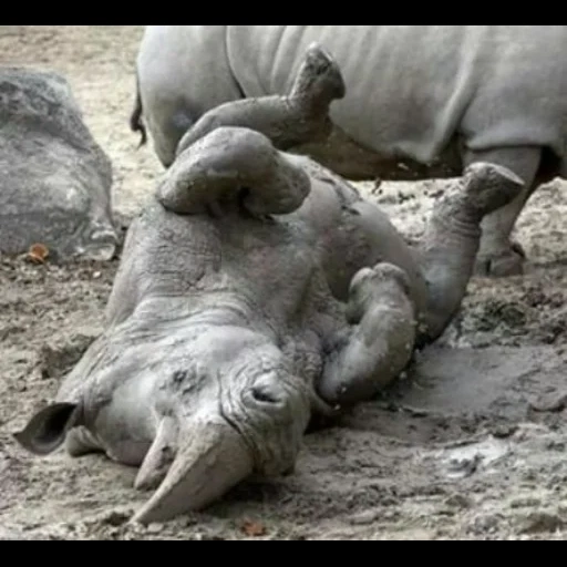 elefante, rhino, dormir como, rinoceronte blanco, rhino blanco del norte