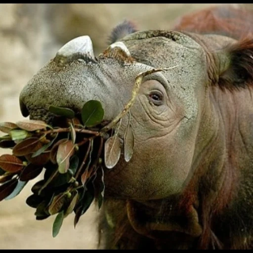 мамат рино, sumatran rhino, суматранский носорог, суматранский носорог вьетнама, суматранский носорог спаривания
