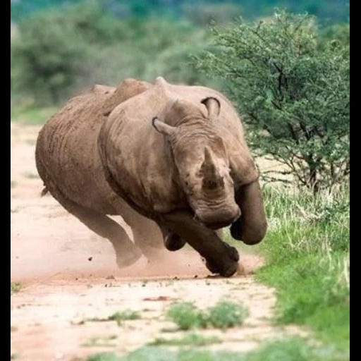 rinoceronte, elefante animale, rhino animale, rhino infuriato, foto del rinoceronte