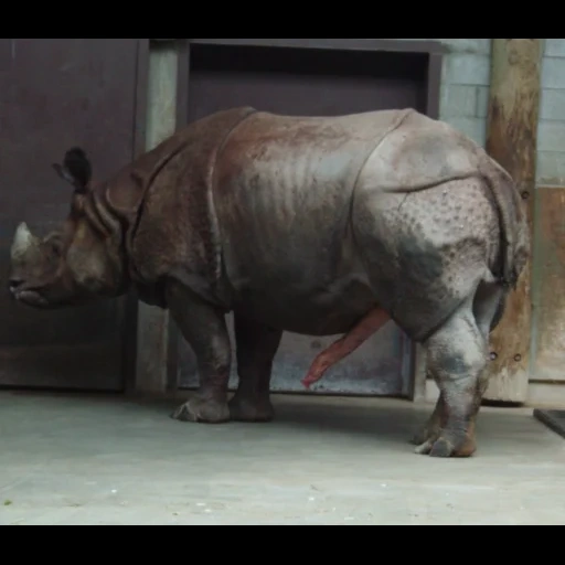 носорог, фотографии носорога, суматранский носорог, московский зоопарк носорог, зоопарк калининград носорог