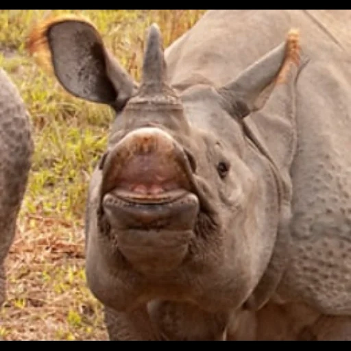 rinoceronte, la testa del rinoceronte, un rinoceronte a un solo allevamento, sumatra rhino, rhino rino indiano