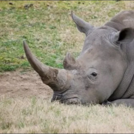 rhinocéros, rhinocéros blanc, vue de face du rhinocéros, rhinocéros blanc du nord, le dernier rhinocéros blanc