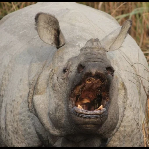 rinoceronte, rinoceronte, rhino indiano, un rinoceronte a un solo allevamento, rhino rino indiano
