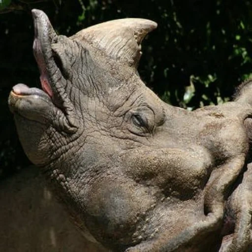 ragazzo, rinoceronte, rhino bianco, la testa del rinoceronte, animale di rinoceronte