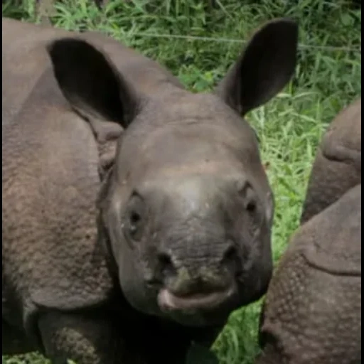 rhino, reno bebé, rinoceronte camerunés, rinoceronte africano, rinoceronte negro camerunés