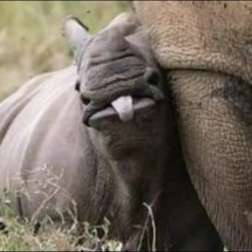 носорог, животные носорог, носорог животное, коричневый носорог, черный носорог носорог