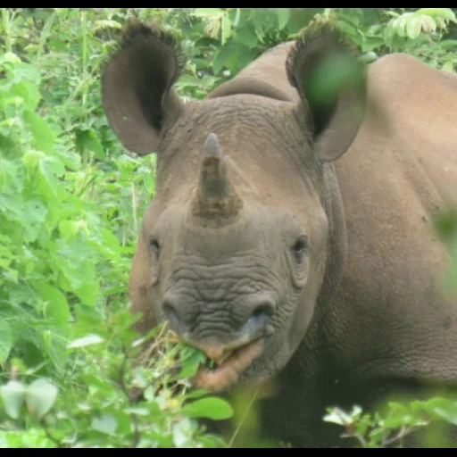 носорог, животные носорог, яванский носорог, носорог животное, фотографии носорога