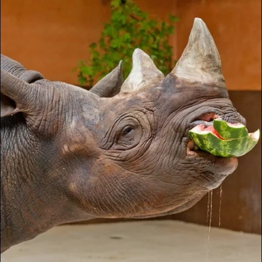 rinoceronte, rinoceronte cornute, home rhino, animale di rinoceronte, sumatra rhino
