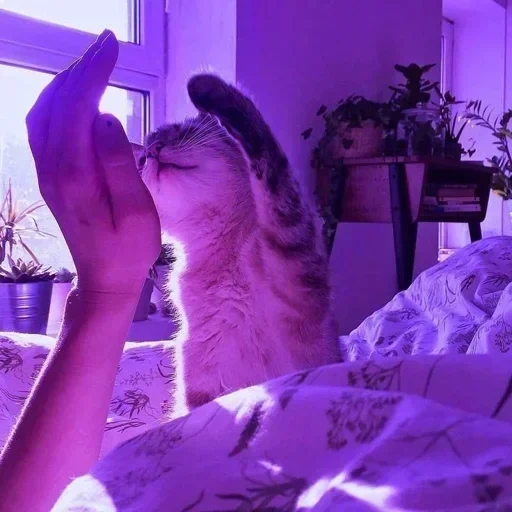 кот, bunu, твиттер, котики пикчи, cat aesthetic